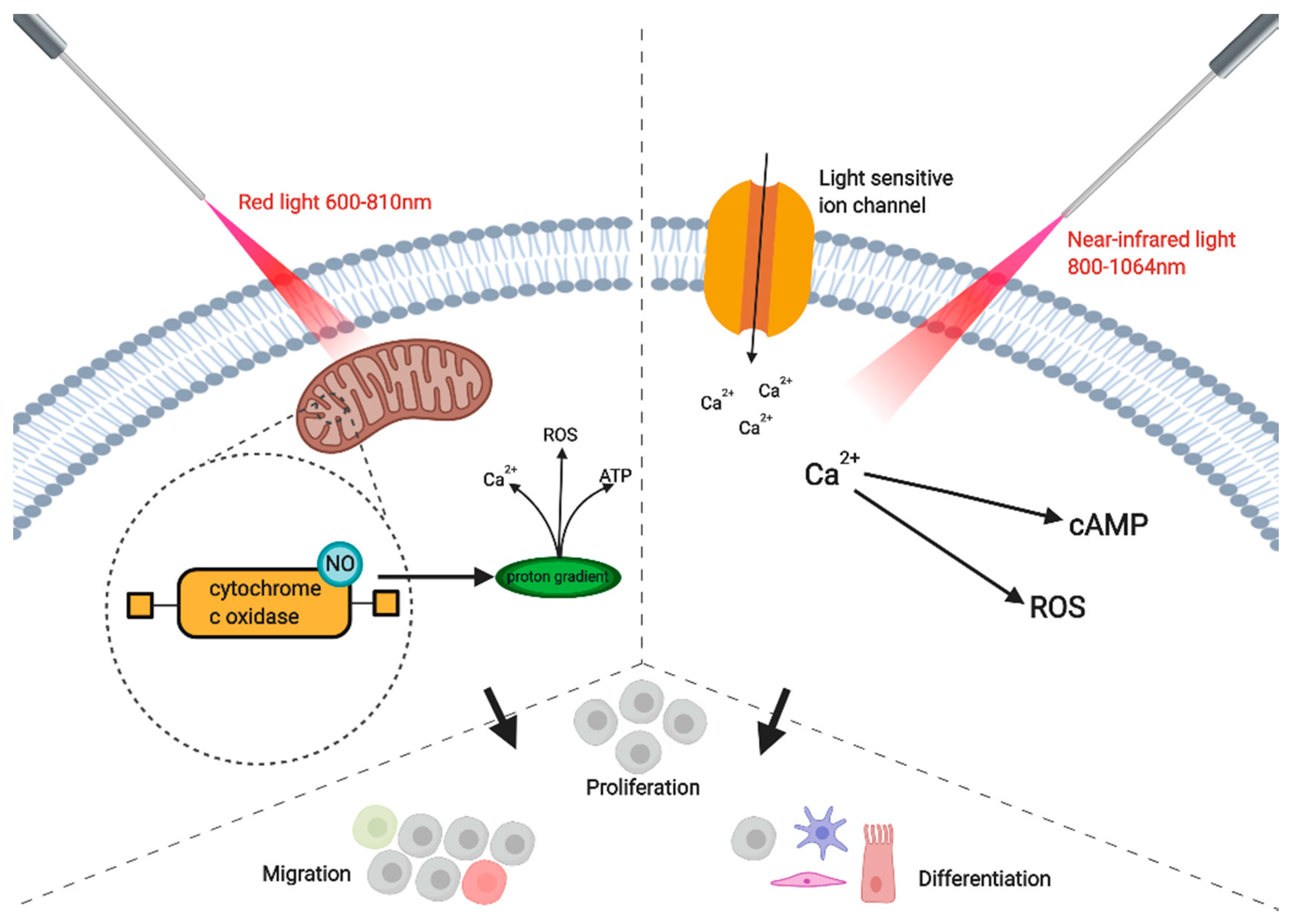 Simplified photobiomodulation mechanism diagram